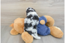 Best Cavapoo Baby