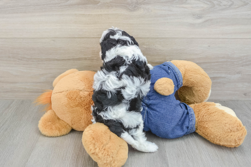 Best Cavapoo Baby
