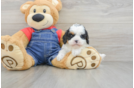 Popular Cavapoo Poodle Mix Pup