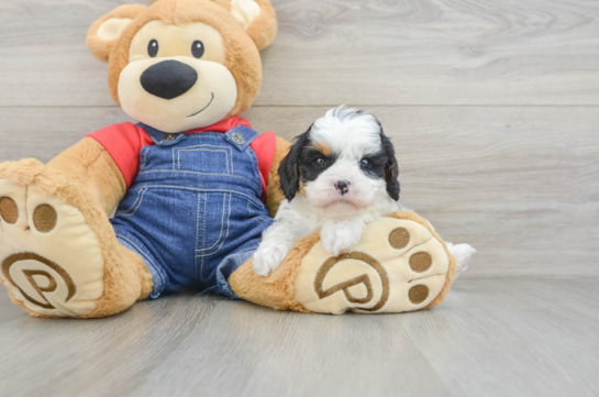 Popular Cavapoo Poodle Mix Pup
