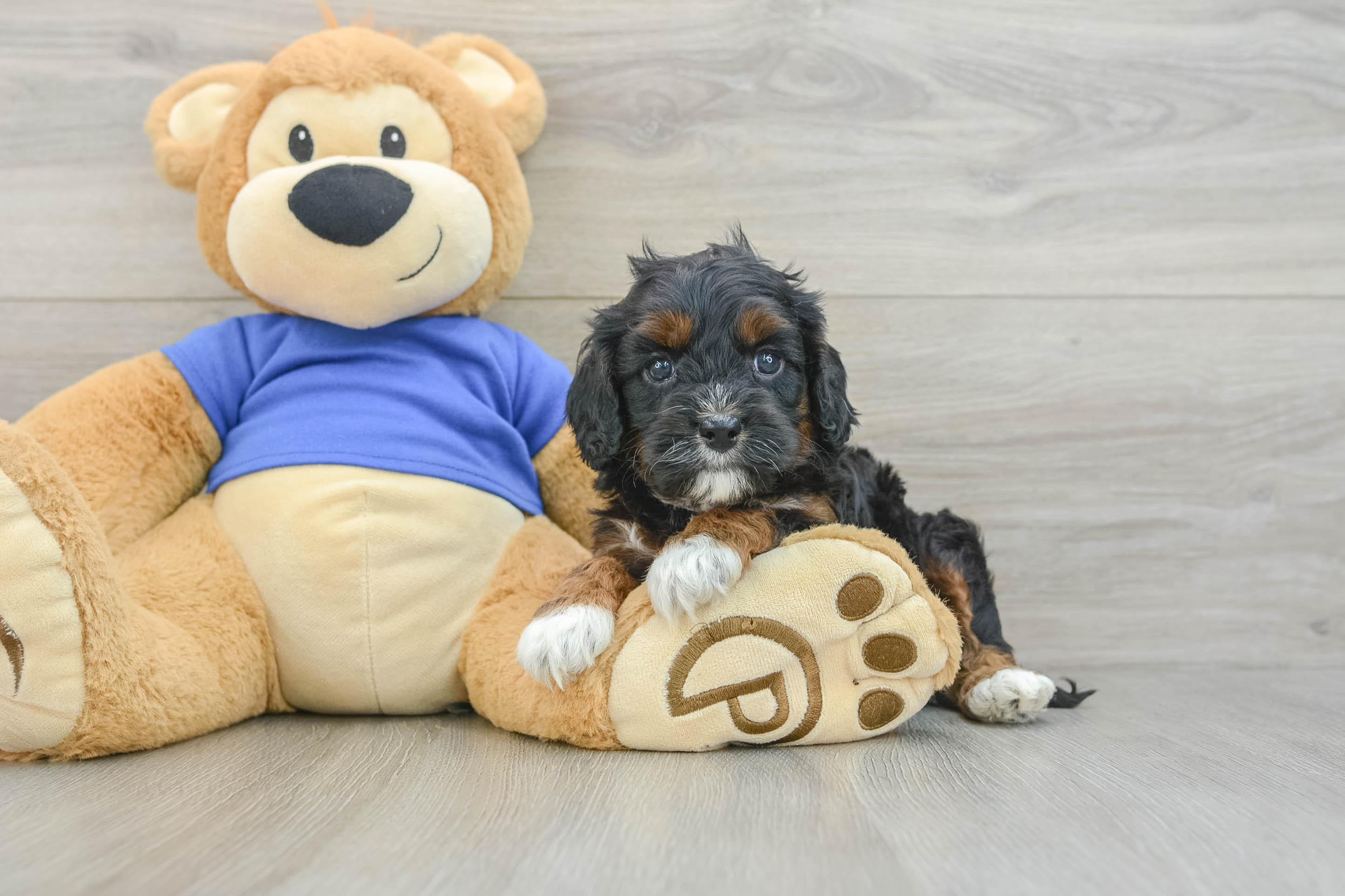 Sweet Cavapoo Baby