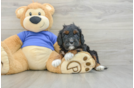 Sweet Cavapoo Baby