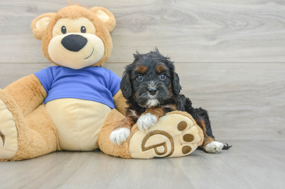 5 week old Cavapoo Puppy For Sale - Premier Pups