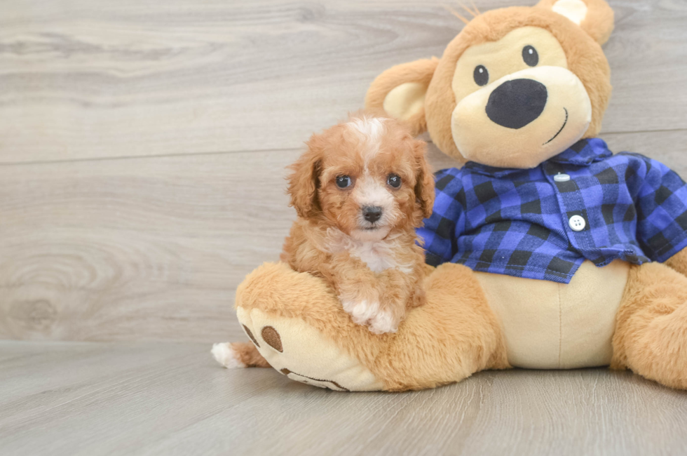 6 week old Cavapoo Puppy For Sale - Premier Pups
