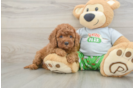 Sweet Cavapoo Baby