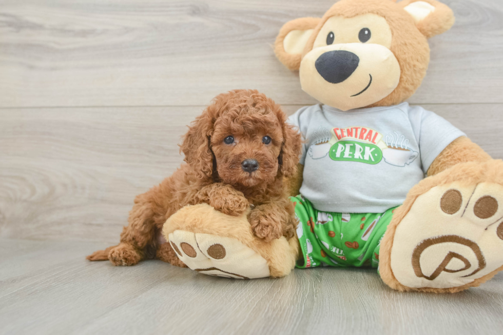 Sweet Cavapoo Baby