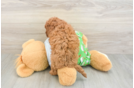 Adorable Cavalier King Charles Spaniel and Poodle Mix Poodle Mix Puppy