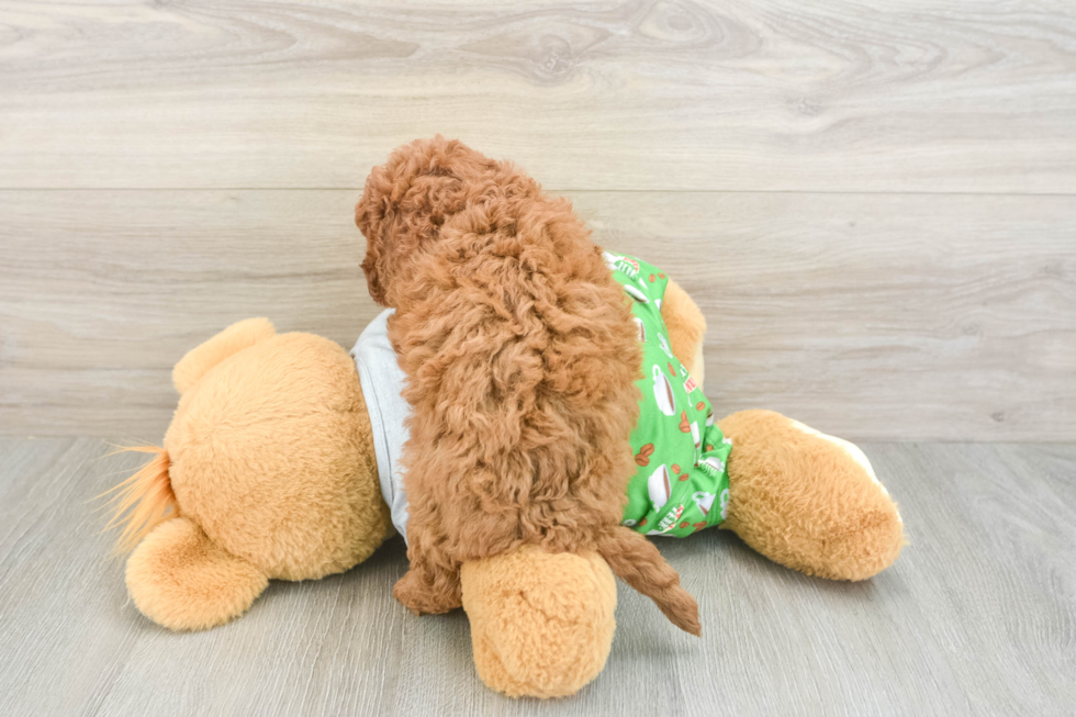 Adorable Cavalier King Charles Spaniel and Poodle Mix Poodle Mix Puppy