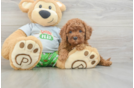 Cavapoo Puppy for Adoption