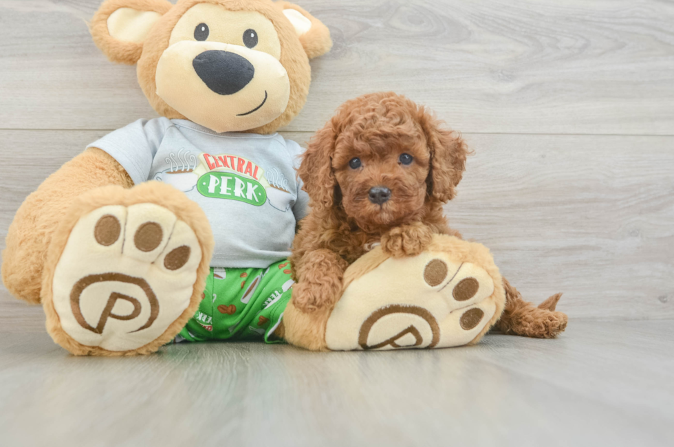 5 week old Cavapoo Puppy For Sale - Premier Pups