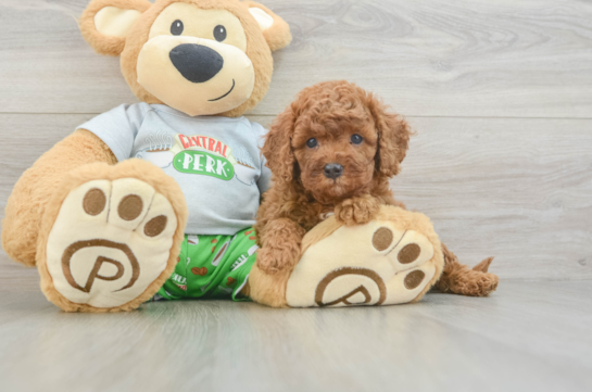 Cavapoo Puppy for Adoption