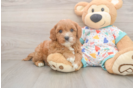 Sweet Cavapoo Baby