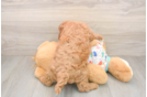 Energetic Cavoodle Poodle Mix Puppy