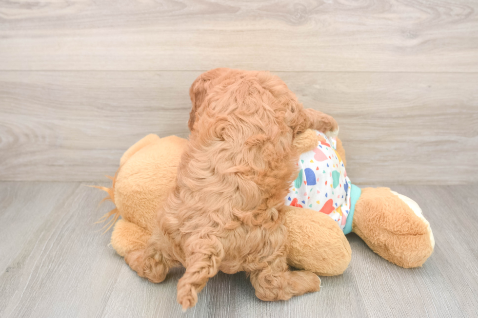 Energetic Cavoodle Poodle Mix Puppy