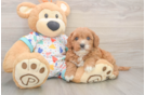 Adorable Cavalier King Charles Spaniel and Poodle Mix Poodle Mix Puppy