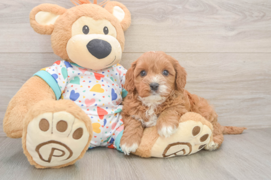 Adorable Cavalier King Charles Spaniel and Poodle Mix Poodle Mix Puppy