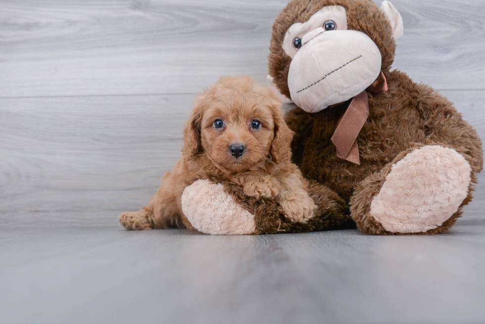 Popular Cavapoo Poodle Mix Pup