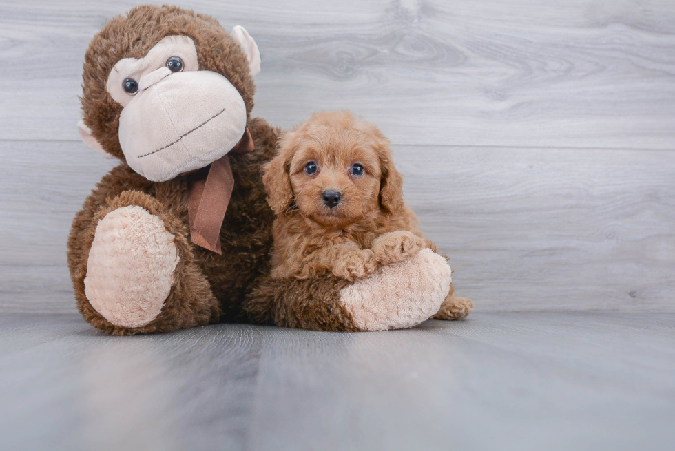 Cavapoo Puppy for Adoption