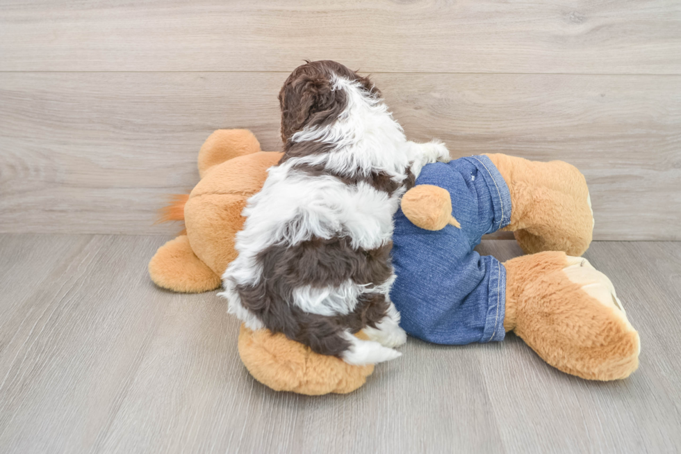 Fluffy Cavapoo Poodle Mix Pup
