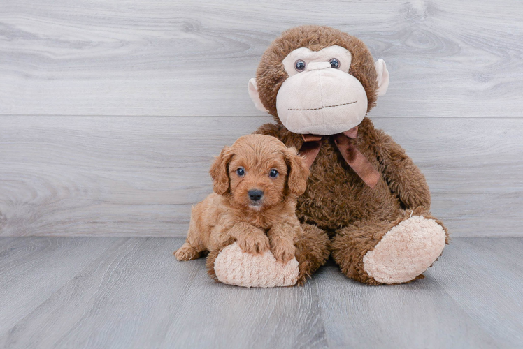 Cavapoo Pup Being Cute