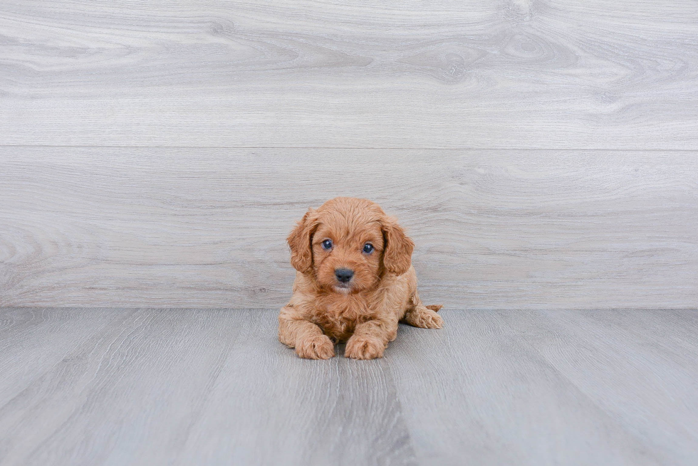 Popular Cavapoo Poodle Mix Pup