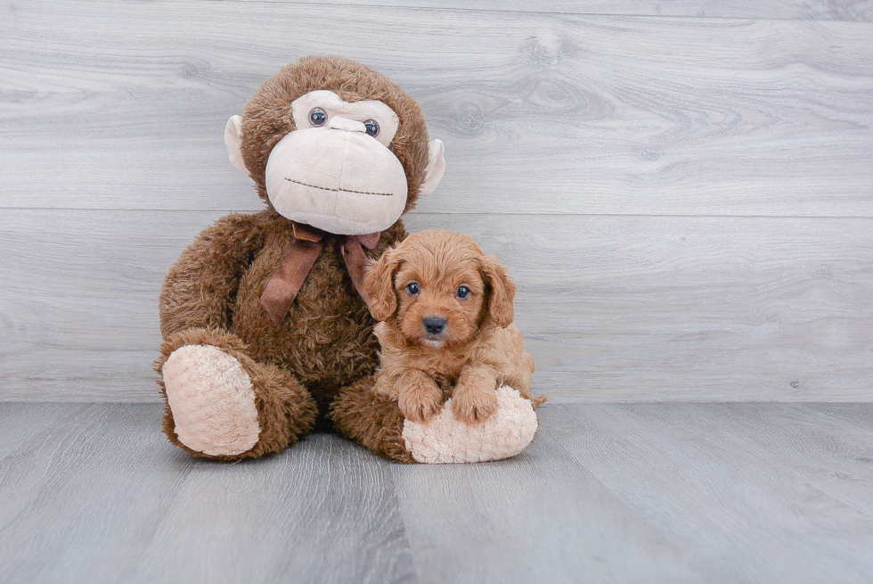 Cavapoo Puppy for Adoption