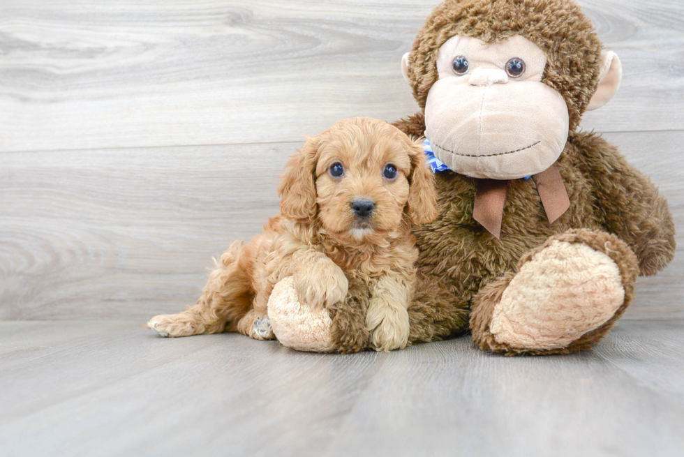 Cavapoo Puppy for Adoption