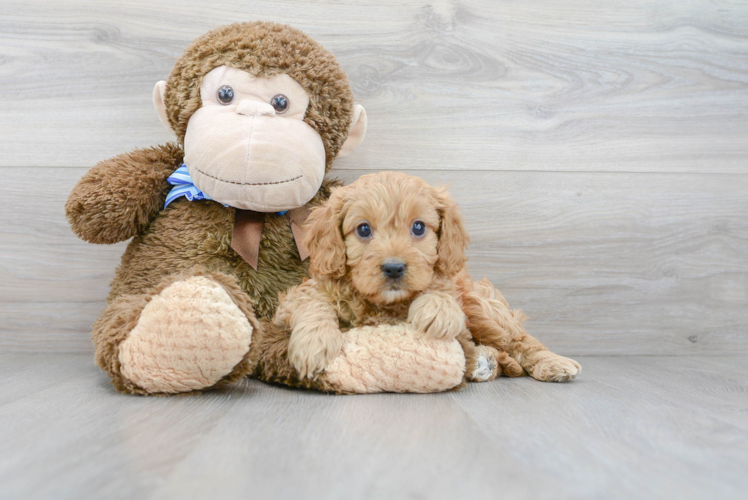 Cute Cavapoo Baby