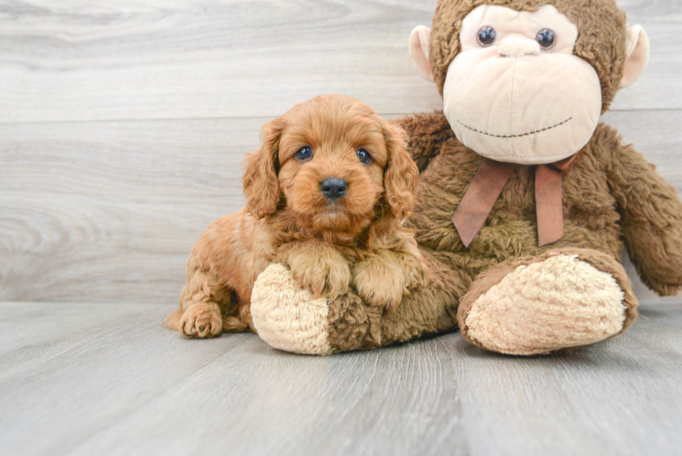 Funny Cavapoo Poodle Mix Pup