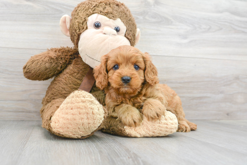 Fluffy Cavapoo Poodle Mix Pup