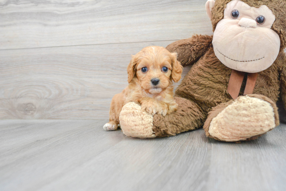 Little Cavoodle Poodle Mix Puppy