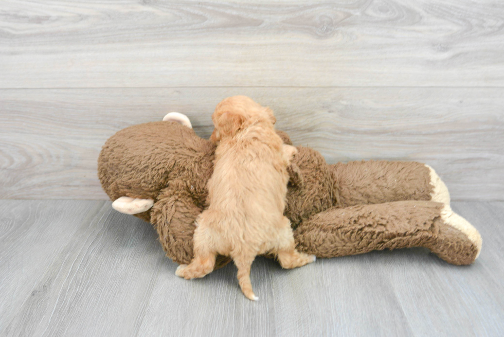 Cavapoo Pup Being Cute