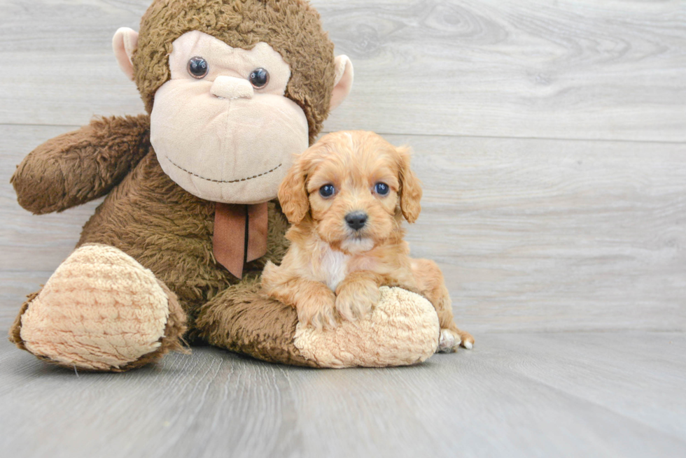 Best Cavapoo Baby