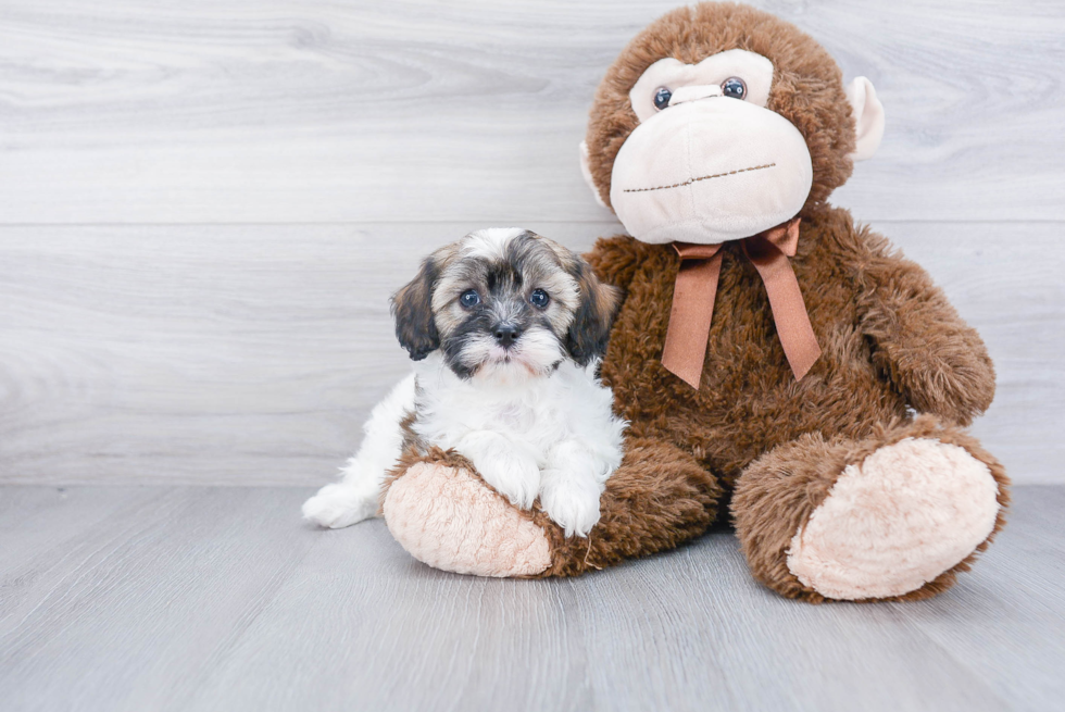 Smart Cavapoo Poodle Mix Pup