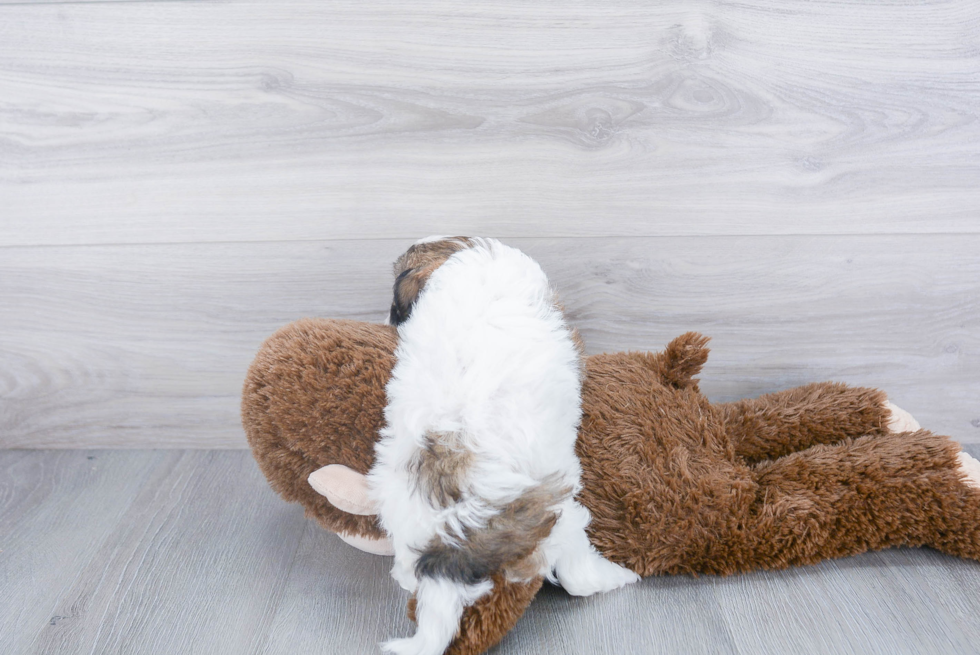 Sweet Cavapoo Baby