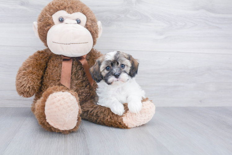 Cavapoo Pup Being Cute