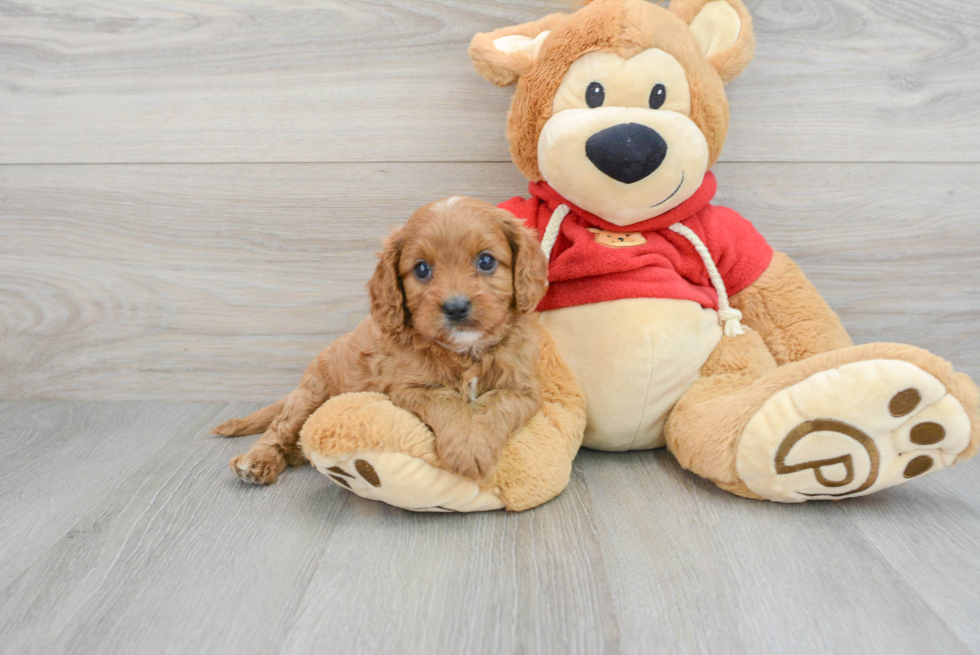 Playful Cavoodle Poodle Mix Puppy