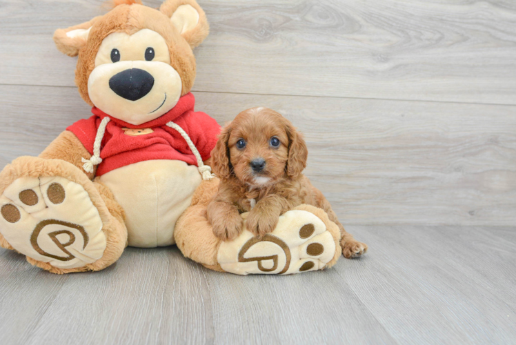 Adorable Cavoodle Poodle Mix Puppy