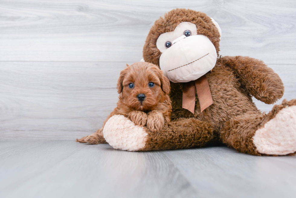 Cavapoo Pup Being Cute