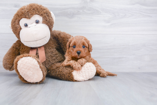 Best Cavapoo Baby