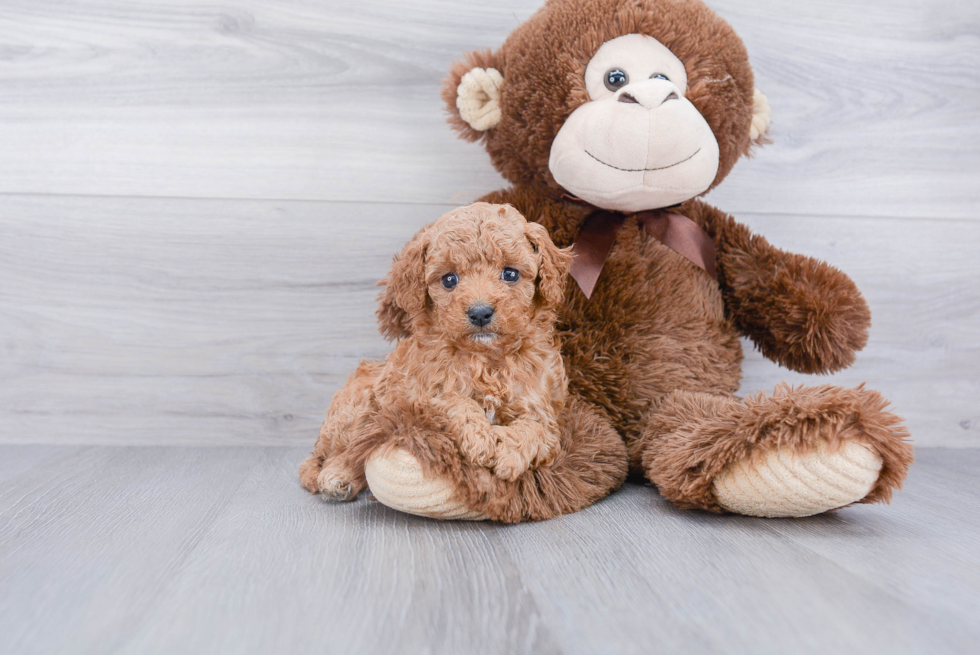 Adorable Cavoodle Poodle Mix Puppy