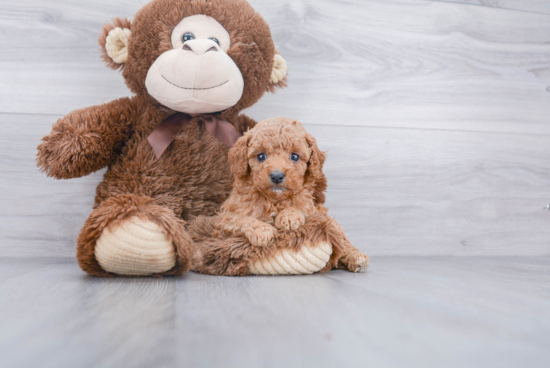 Cavapoo Puppy for Adoption