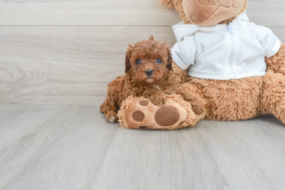 Smart Cavapoo Poodle Mix Pup