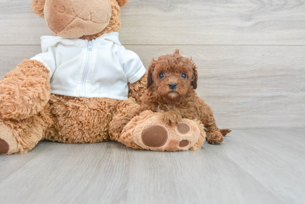 Best Cavapoo Baby