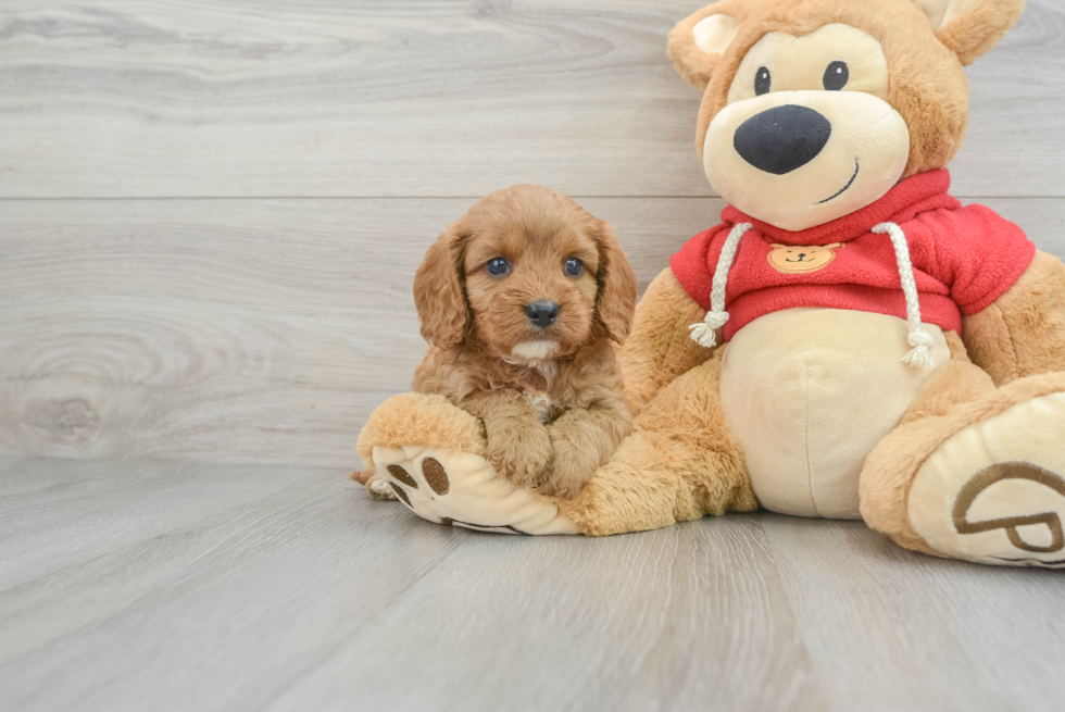 Funny Cavapoo Poodle Mix Pup