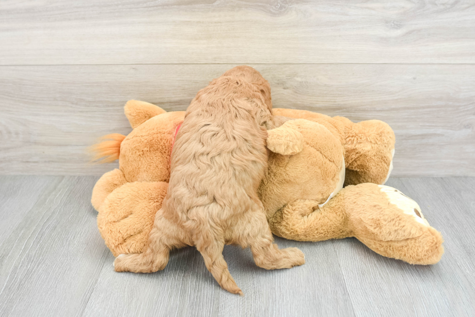 Friendly Cavapoo Baby