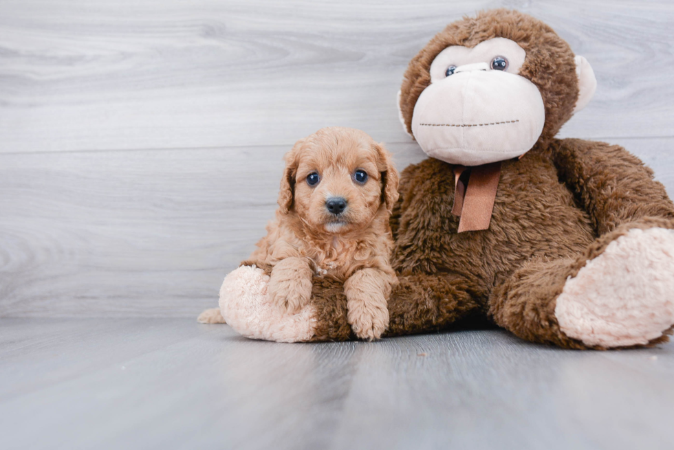 Best Cavapoo Baby