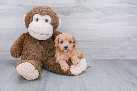 Funny Cavapoo Poodle Mix Pup