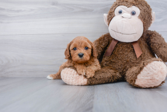 Cavapoo Pup Being Cute