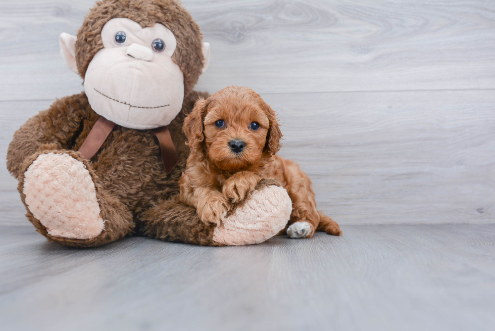 Cavapoo Pup Being Cute